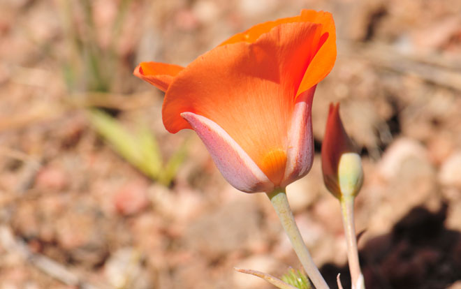 Calochortus kennedyi, Desert Mariposa Lily